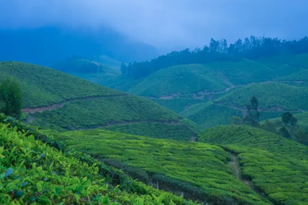 Munnar Thekkady Alleppey Houseboat