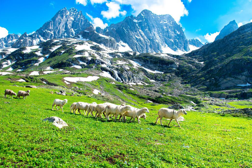 Special Kashmir Group Tour From Jammu